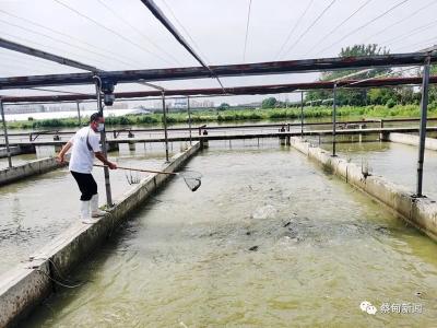 本地鲜鱼即将上市 蔡甸多举措确保水产品量足价稳