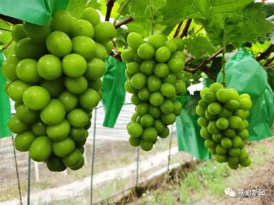 实力“圈粉” 蔡甸老河村阳光玫瑰葡萄甜蜜上市