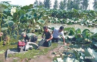 《农民日报》关注武汉蔡甸区建成莲藕中国特色农产品优势区