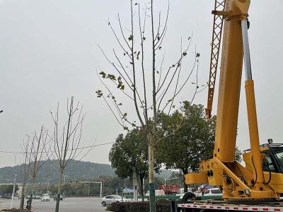 法桐来添绿 蔡甸区知音湖大道启动大树补植工程
