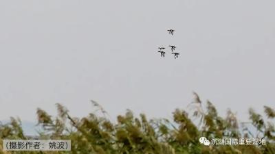 报告！国家一级重点保护野生鸟类青头潜鸭现身沉湖湿地