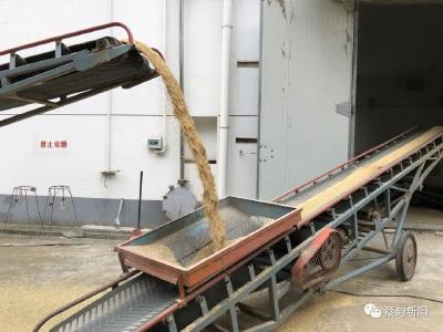 秋粮丰收 蔡甸区全力做好粮食收购工作