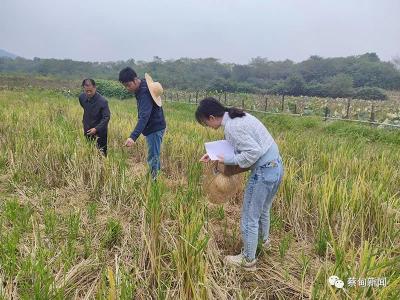 首批“规划师”来了 共绘蔡甸乡村振兴新画卷