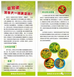 构建群防群控“防护网” 湖北省“加拿大一枝黄花”铲除实践活动在蔡甸区开展