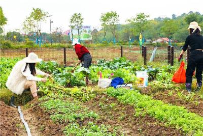 荒地变身“开心农场” 花博汇景区农业认养受市民热捧