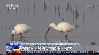 央视《新闻直播间》聚焦蔡甸沉湖湿地珍稀鸟类卷羽鹈鹕现身