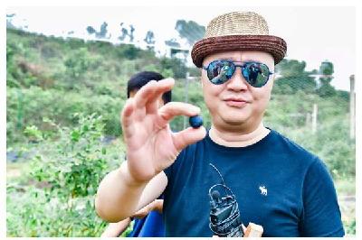 蔡甸：小小蓝莓长成乡村振兴“致富果”