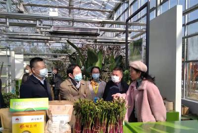 科技助力  蔡甸菜薹品质产量双提升