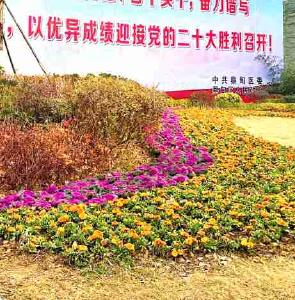 花团锦簇迎新春 蔡甸城区换上“节日新装”