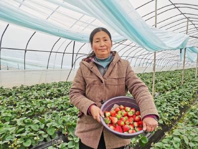 蔡甸移民村壮大“草莓经济” 助力乡村振兴