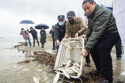  非法捕鱼人员主动自购鱼苗投放汉江
