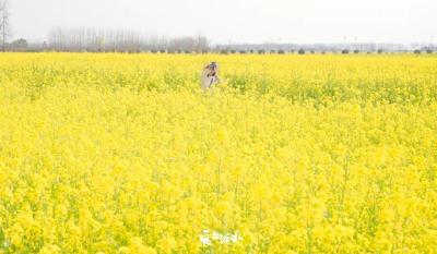 官宣！蔡甸区消泗乡油菜花海上榜“2022湖北最美油菜花海”推介名单