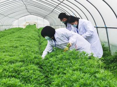 放心吃！市农业部门：蔡甸区藜蒿61项农药残留检测全部合格