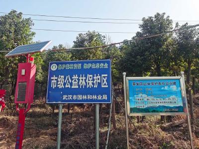 蔡甸区部署春季森林草原防灭火工作