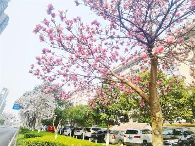 春光无限好！@蔡甸市民，路边的姹紫嫣红你注意到了么？
