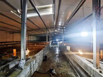 蔡甸张湾：培育良种鱼苗 助力渔业健康高质量发展