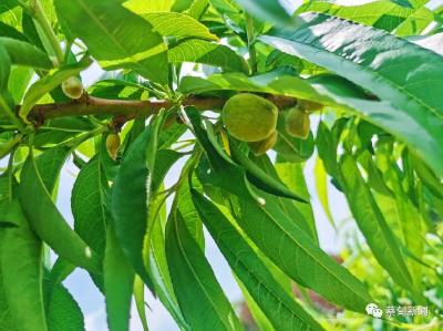 19.9元实现水蜜桃自由！蔡甸张湾水蜜桃6月上市