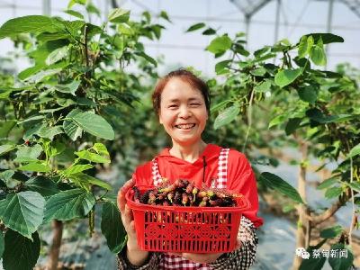 桑果飘香！蔡甸四季长桑抢“鲜”上市