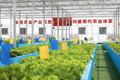 蔡甸群力村“鱼菜共生”生态养殖实现“一水双收”