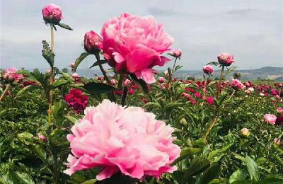 直播预告丨芍药花开两地香 鄂疆共赏赛湖美