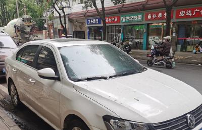 栾树“滴油”？原是蚜虫作祟！蔡甸园林绿化部门加大病虫害防治