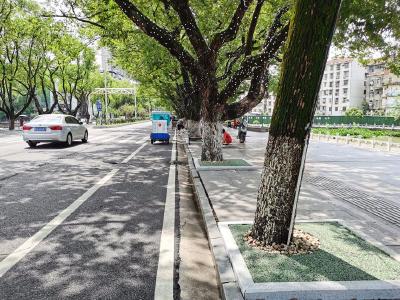 蔡甸：“绿石子”装点树穴 美化市容提颜值
