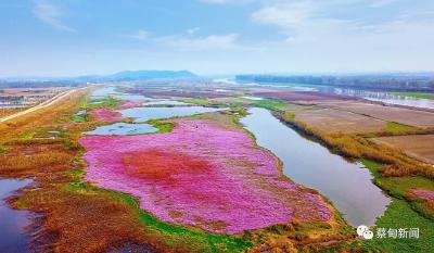 桐湖之畔，那一片迷人的香妃湿地……