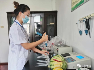 味美又安全！蔡甸西甜瓜抽检全部合格