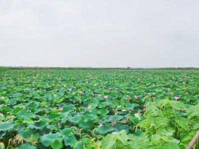 筹备国际湿地大会，蔡甸沉湖湿地蓄势待发