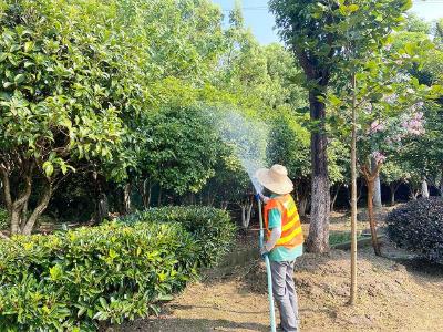 蔡甸使出科学“凉方”为植物“消暑解渴”