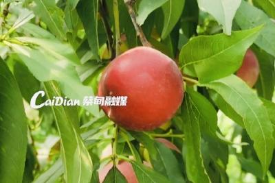 桃味与枣味兼具！蔡甸夏日限定枣油桃大量上市