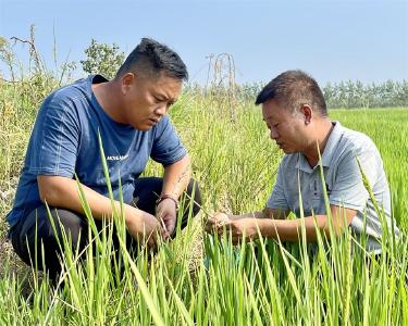 蔡甸区：植保无人机统防统治 确保水稻稳产丰收
