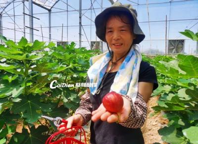蔡甸无花果“抢鲜”上市 香甜软糯惹人爱