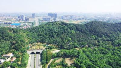 战高温 保安全丨高温“烤”验不松劲 蔡甸区持续筑牢森林防火线