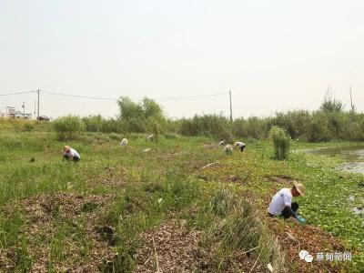 下基层察民情解民忧暖民心丨蔡甸：多措并举开展汛期血吸虫病防控