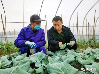 蔡甸：返乡归巢“新农人” 开启乡村振兴“幸福门”