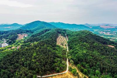 湖北垄上频道聚焦蔡甸嵩阳林场保护和发展森林资源 提升碳汇能力行动