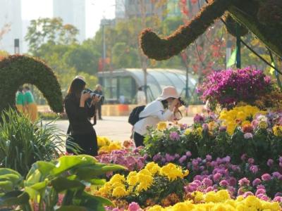  秋日限定！蔡甸菊花展如期而至
