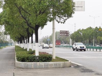  蔡甸：树木刷白“穿新衣” 防虫抗冻迎寒冬