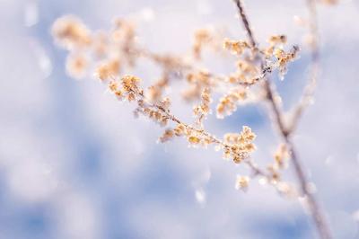 真·一秒入冬！强寒潮来袭，蔡甸或将迎来今冬初雪