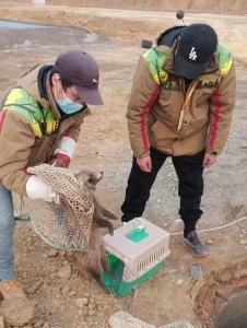 一丘之“貉”失足落入深井，在蔡甸成功救出