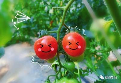 满口爆汁！蔡甸这里的小番茄抢“鲜”上市