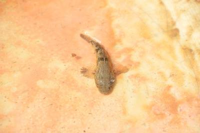 蔡甸区沙塘鳢仿生态繁育喜获成功 苗种年繁育将破30万尾