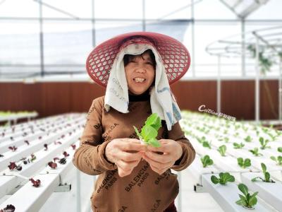 蔬菜“水上漂” 十里莲华养心谷上演科技种植“狠活”