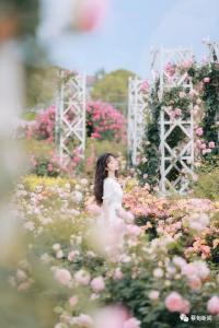 美！“五一”假期花博汇景区百万鲜花等你打卡