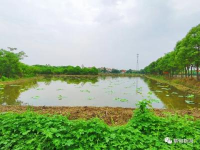 莲藕种苗蔡甸示范基地落成 以藕为媒串起乡村振兴“产业链”
