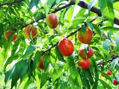  高甜夏日，怎能缺少水灵灵的甜蜜？这份采摘攻略拿走不谢！