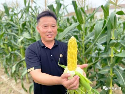  尽享夏日清甜  蔡甸侏儒水果甜玉米成熟上市