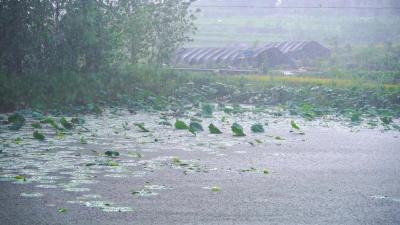 蔡甸人注意！大雨、暴雨要来了！