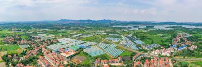 蔡甸：财政资金精准注入高标准农田 助力农业提质增效